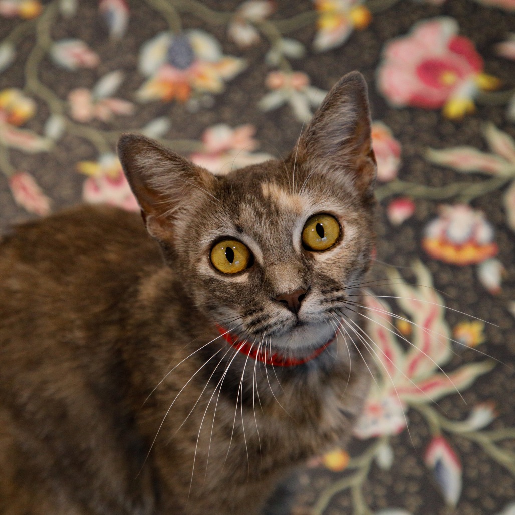 Shelter Stray Female Cat last seen , 3607 N Armenia Ave, Tampa, FL 33607, USA