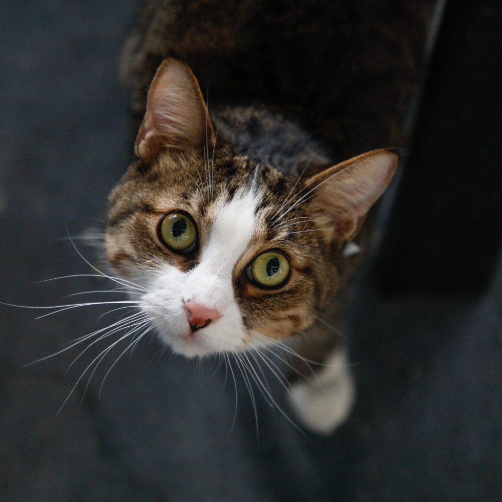Shelter Stray Male Cat last seen , 3607 N Armenia Ave, Tampa, FL 33607, USA