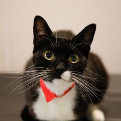 Shelter Stray Female Cat last seen , 3607 N Armenia Ave, Tampa, FL 33607, USA