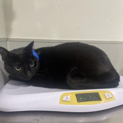 Shelter Stray Male Cat last seen , 3607 N Armenia Ave, Tampa, FL 33607, USA