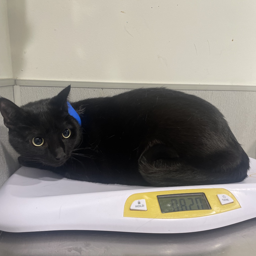 Shelter Stray Male Cat last seen , 3607 N Armenia Ave, Tampa, FL 33607, USA
