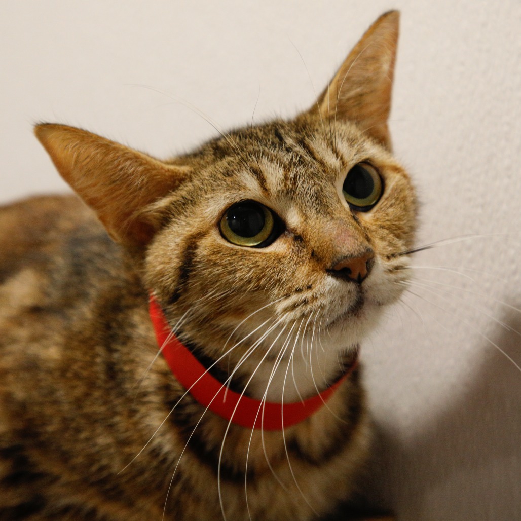 Shelter Stray Female Cat last seen , 3607 N Armenia Ave, Tampa, FL 33607, USA