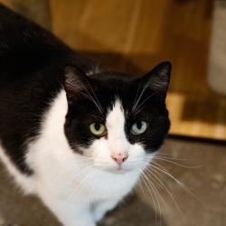 Shelter Stray Male Cat last seen , 3607 N Armenia Ave, Tampa, FL 33607, USA