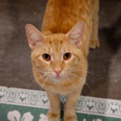 Shelter Stray Male Cat last seen , 3607 N Armenia Ave, Tampa, FL 33607, USA