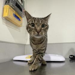 Shelter Stray Female Cat last seen , 3607 N Armenia Ave, Tampa, FL 33607, USA