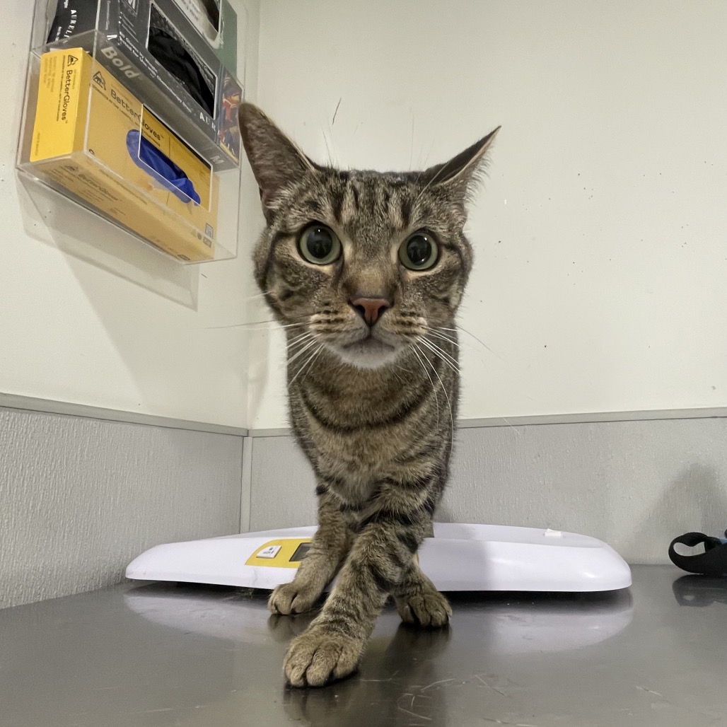 Shelter Stray Female Cat last seen , 3607 N Armenia Ave, Tampa, FL 33607, USA