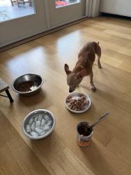 Reunited Female Dog last seen 5th St and Sherry , Atlantic Beach, FL 32233