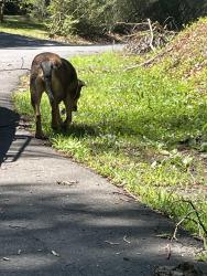 Found/Stray Unknown Dog last seen Edgewater , Lake Barcroft, VA 22044