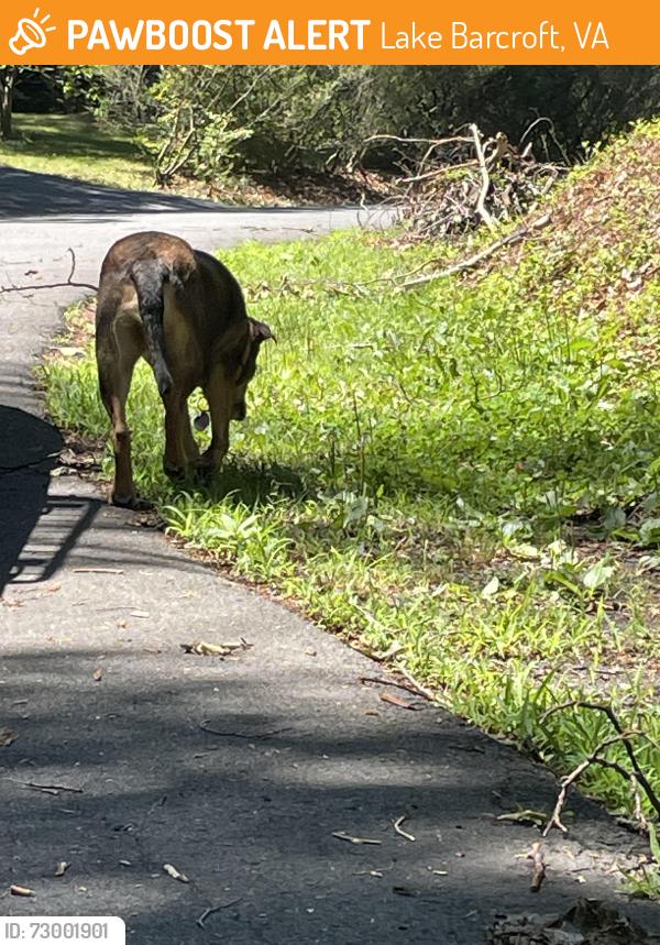 Found/Stray Unknown Dog last seen Edgewater , Lake Barcroft, VA 22044