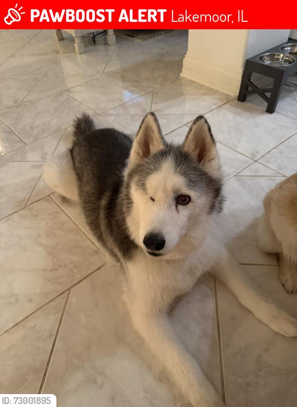 Lost Male Dog last seen Bay Oaks drive and Shea, Lakemoor, IL 60051