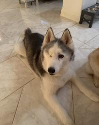 Lost Male Dog last seen Bay Oaks drive and Shea, Lakemoor, IL 60051