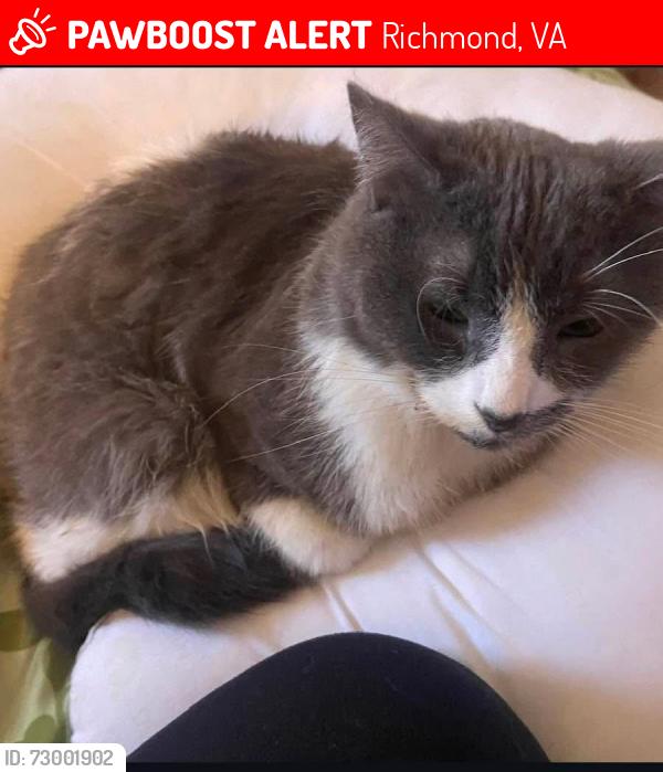 Lost Male Cat last seen W Strathmore rd, Richmond, VA 23237