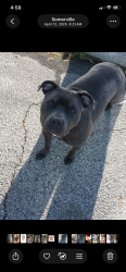 Lost Female Dog last seen Dale, Memphis, TN 38103