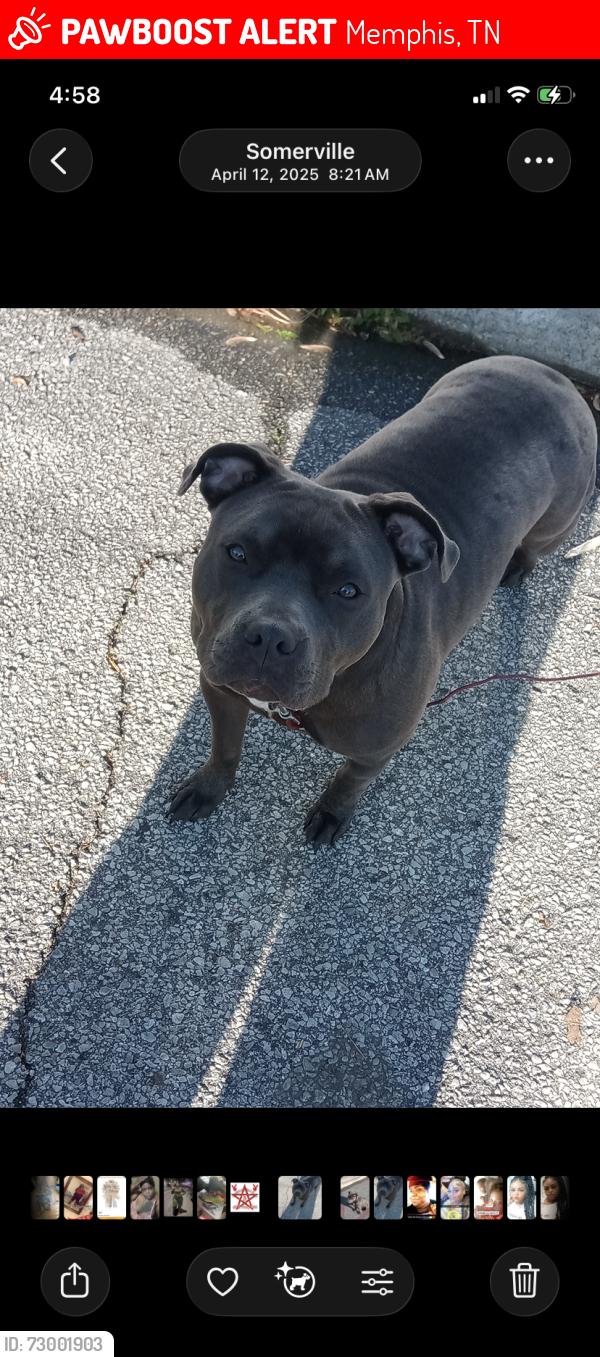 Lost Female Dog last seen Dale, Memphis, TN 38103