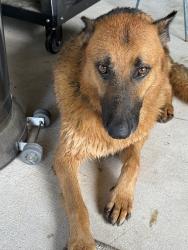 Found/Stray Male Dog last seen Magnolia Reserve, Magnolia, TX 77353