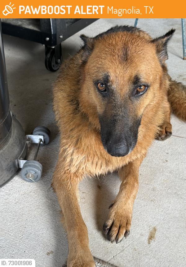 Found/Stray Male Dog last seen Magnolia Reserve, Magnolia, TX 77353