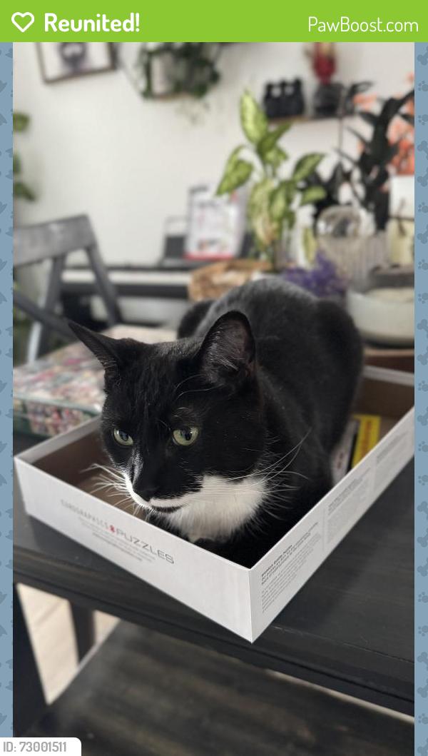 Reunited Male Cat last seen Near 75 st , Edmonton, AB T6K 2S3