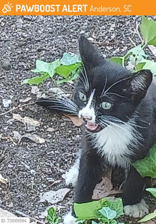 Found/Stray Unknown Cat last seen e greenville st, Anderson, SC 29621