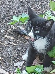 Found/Stray Unknown Cat last seen e greenville st, Anderson, SC 29621