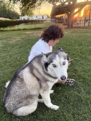 Lost Female Dog last seen W Southern Ave and Dysart , Avondale, AZ 85323