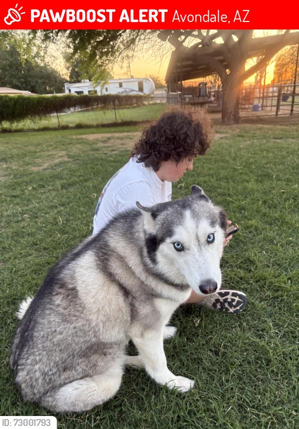 Lost Female Dog last seen W Southern Ave and Dysart , Avondale, AZ 85323