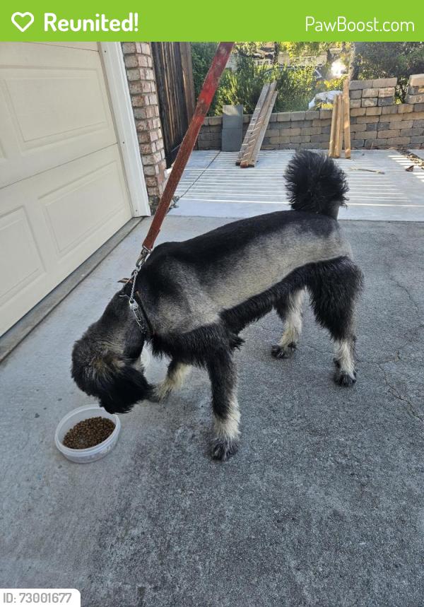 Reunited Female Dog last seen London and North Park Victoria, Milpitas, CA 95035