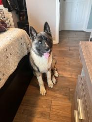 Found/Stray Male Dog last seen Near the Berryessa Snow Mountain Natl Monument, Rumsey, CA 95679
