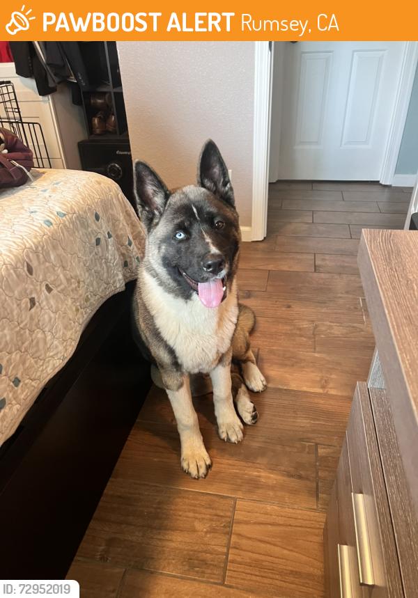Found/Stray Male Dog last seen Near the Berryessa Snow Mountain Natl Monument, Rumsey, CA 95679