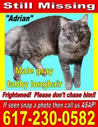 Lost Male Cat last seen West Roxbury library is across the street, Boston, MA 02132