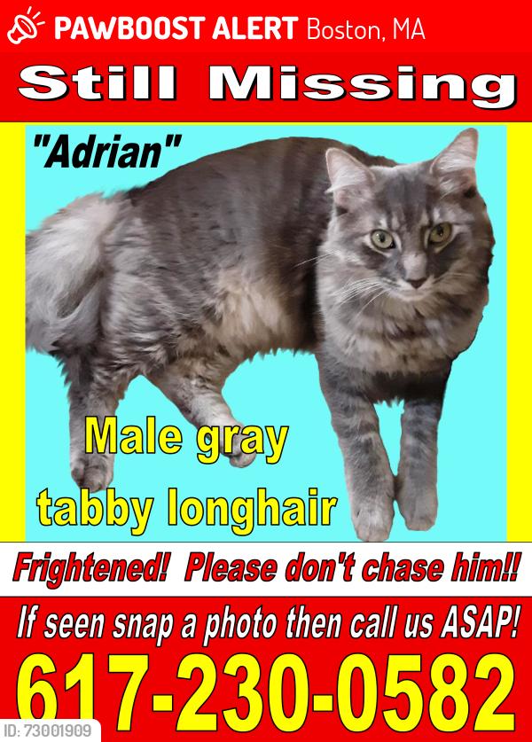 Lost Male Cat last seen West Roxbury library is across the street, Boston, MA 02132