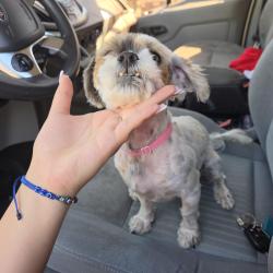 Found/Stray Male Dog last seen Florin high school , Sacramento, CA 95828