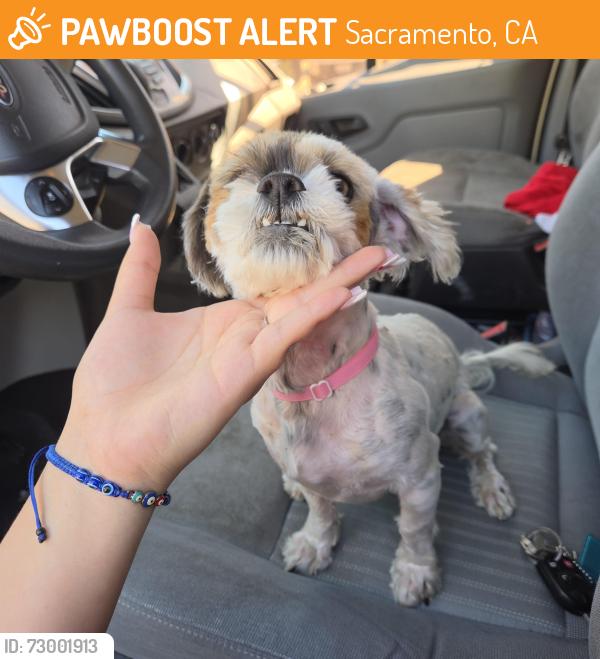Found/Stray Male Dog last seen Florin high school , Sacramento, CA 95828