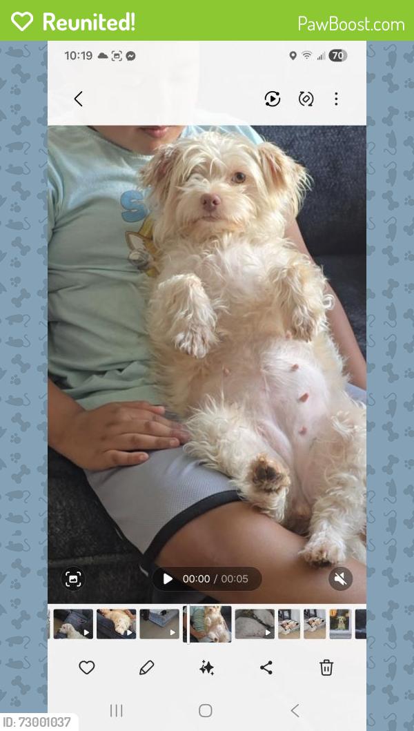 Reunited Female Dog last seen Near core apmts , Anaheim, CA 92805