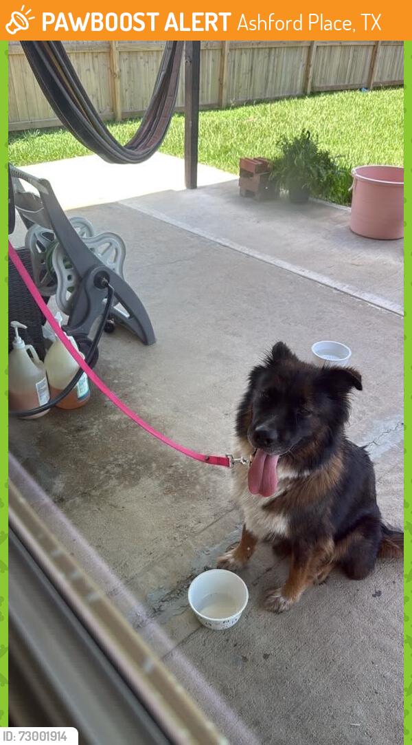 Found/Stray Female Dog last seen Kentpark, Ashford Place, TX 77375
