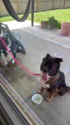 Found/Stray Female Dog last seen Kentpark, Ashford Place, TX 77375