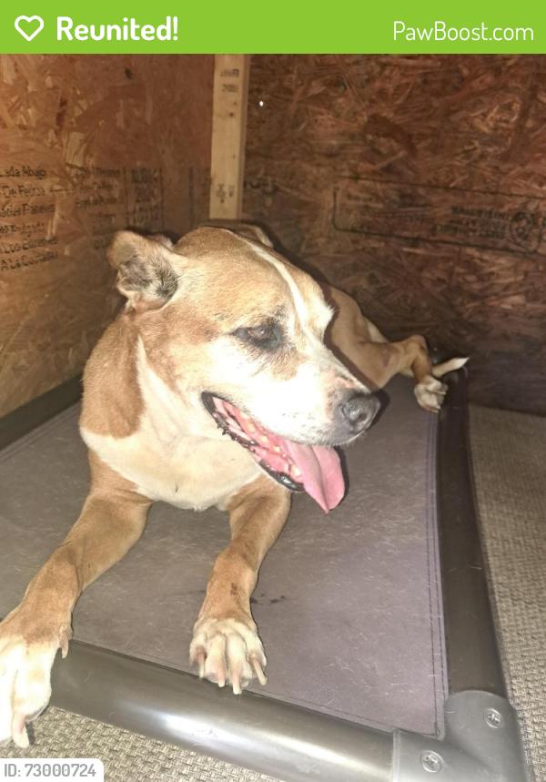 Reunited Female Dog last seen Kennesaw and Central off fowler , Fort Myers, FL 33901