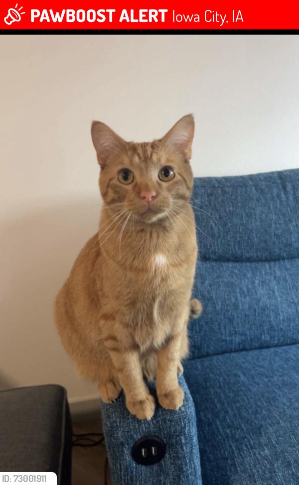 Lost Male Cat last seen Near E college street, Iowa City, IA 52240