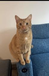 Lost Male Cat last seen Near E college street, Iowa City, IA 52240