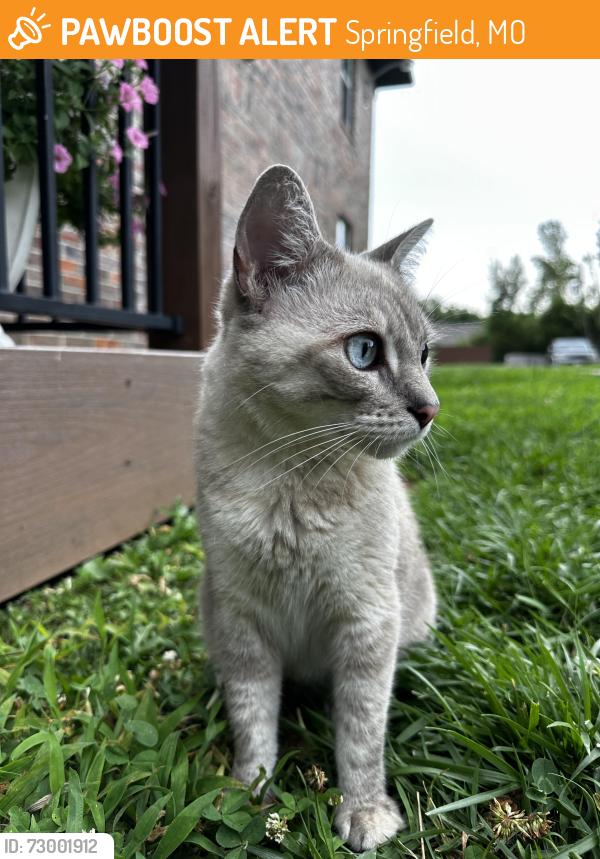 Found/Stray Female Cat last seen Walnut lawn, Springfield, MO 65807