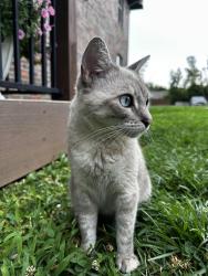 Found/Stray Female Cat last seen Walnut lawn, Springfield, MO 65807