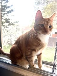 Lost Male Cat last seen Near e petunia way , Sandy, UT 84092