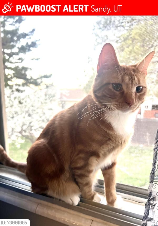 Lost Male Cat last seen Near e petunia way , Sandy, UT 84092
