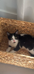 Lost Male Cat last seen West second Ave. , Windermere, FL 34786