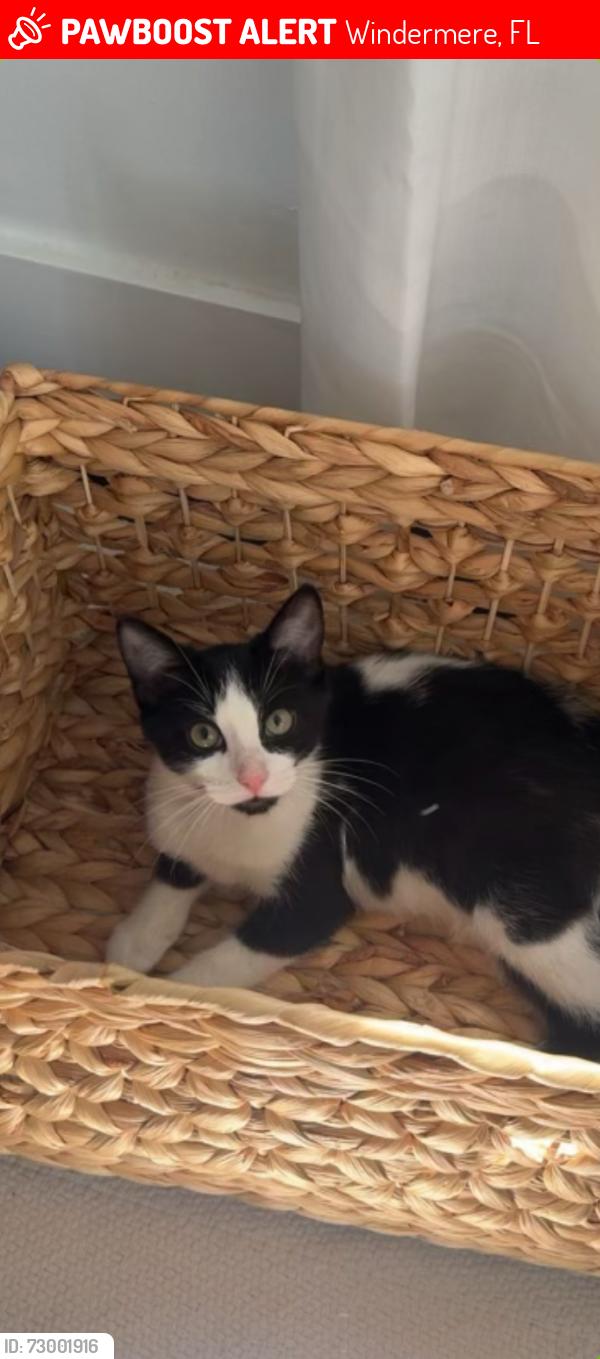 Lost Male Cat last seen West second Ave. , Windermere, FL 34786