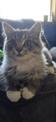 Lost Male Cat last seen Drvonshire street, Duluth, MN 55806
