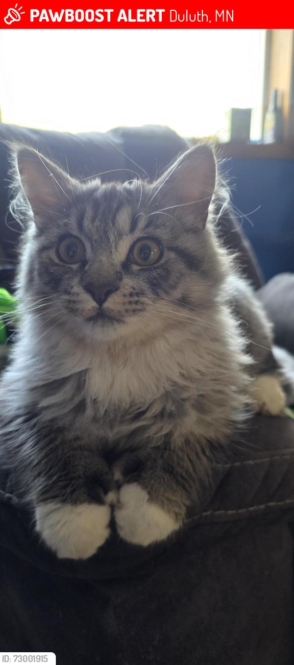 Lost Male Cat last seen Drvonshire street, Duluth, MN 55806