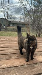 Lost Female Cat last seen 110th St. & Russell Ave. , Bloomington, MN 55437
