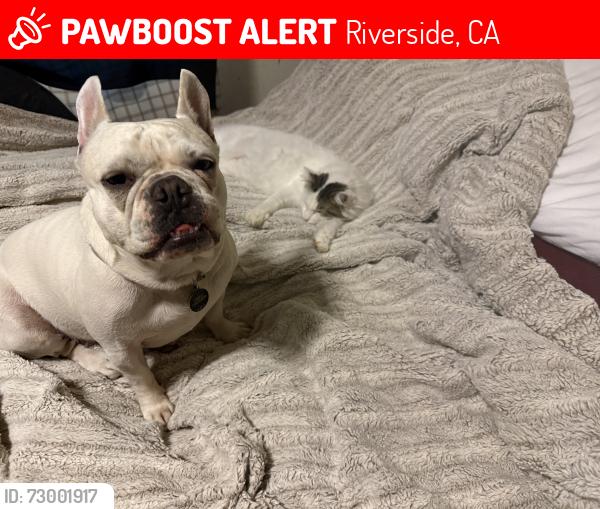 Lost Female Dog last seen Tyler mall , Riverside, CA 92505