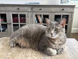 Lost Female Cat last seen Near Emerald Clover, Irvine, CA 92620, Irvine, CA 92620