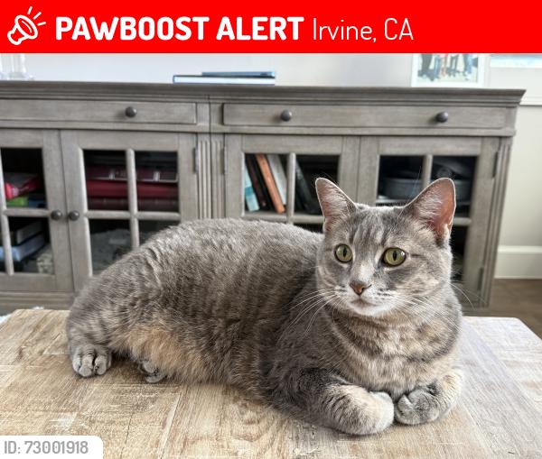 Lost Female Cat last seen Near Emerald Clover, Irvine, CA 92620, Irvine, CA 92620